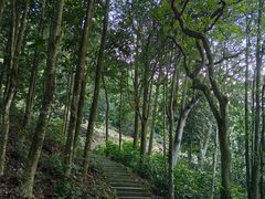 -深圳仙湖植物园