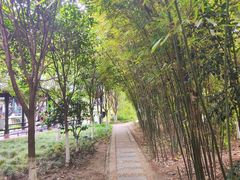 -桂湖森林公园