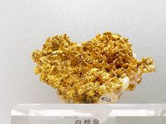 -中国地质博物馆