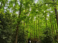 -东平国家森林公园
