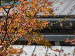 -临平公园(临平街道)