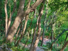 -上海佘山国家森林公园天马山园