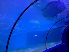 -左海海底世界