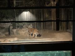 -清迈夜间动物园