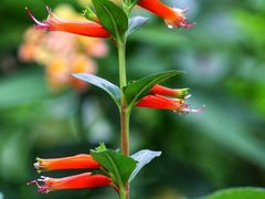 -中国科学院华南植物园