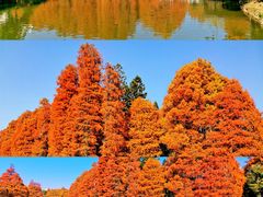 -中国科学院华南植物园