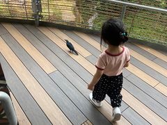 -新加坡飞禽公园