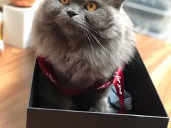 -纳吉亚猫专科动物诊疗中心(蒋宅口分院)