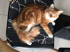 -平行世界·猫咖(首经贸店)