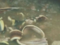 -荔城生鲜盛宴(番禺旗舰店)
