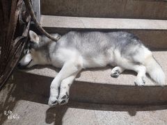 -more than meow吴止猫主题餐厅(承德 中船汇店)