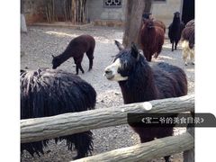 -昆明动物园