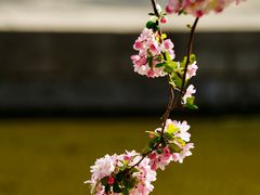 -海棠花溪(元大都城垣遗址公园)
