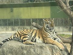 -上海野生动物园