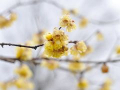 -秀丽东方
