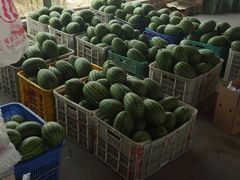 -庞各庄翠芳园西瓜蔬菜基地采摘园