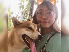 -柴犬高等学院·狗咖·柴犬售卖·宠物训练