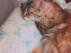 -猫色咖啡·猫咖