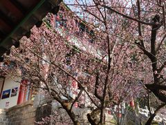 -黑龙潭公园