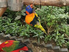 -南宫五洲植物乐园