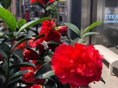 -大益茶庭(永庆坊店)