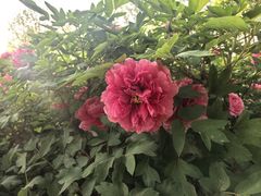 -洛阳市隋唐城遗址植物园