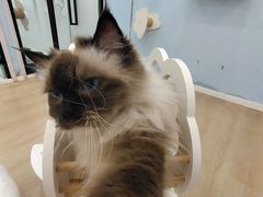 -1013 PET SHOP 宠物商店(近铁城市广场店)