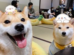 -逗柴咖啡屋·狗咖猫咖宠物桌游