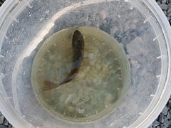 -DGE季风钓虾营地·团建·聚会