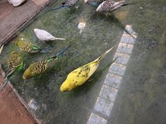 -南宫五洲植物乐园