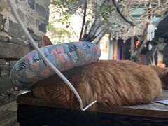 -喵屿·大理花园猫咖