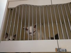 -喵zoo家庭繁育猫舍(尖东智能花园店)