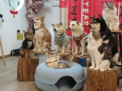 -柴迷FANS CLUB·柴犬狗咖·猫咖
