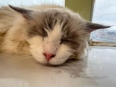 -共舞时光猫咖·狗咖(新街口店)
