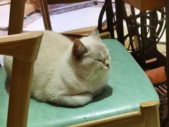 -猫色咖啡·猫咖