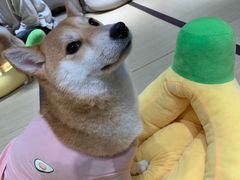 -逗柴咖啡屋·狗咖猫咖宠物桌游