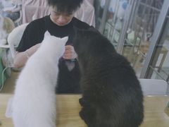 -MOYOYO猫咪咖啡店