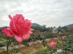 -亚龙湾国际玫瑰谷