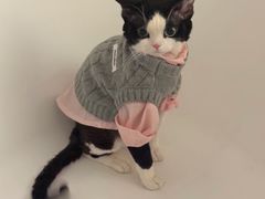 -山宅一喵德文卷毛猫舍