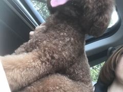 -翊宠yipet猫狗购宠庄园犬舍•猫舍