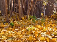 -遵化市禅林寺古银杏风景园