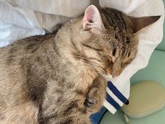 -猫在这儿猫咪咖啡馆·撸猫馆