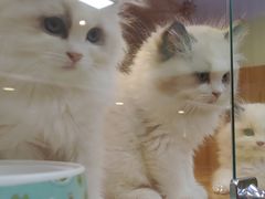 -猫十亿·布偶金渐层·曼基康矮脚猫舍(青年路店)