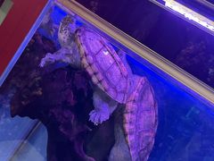 -海碗居老北京炸酱面(增光路店)