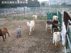 绿光农场照片 013-苏州太湖西山岛开心农场