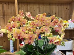 -双季花艺园艺市场(浦东店)