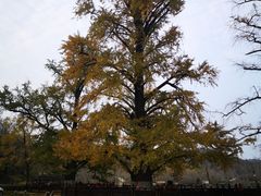 -千年银杏谷文化旅游区