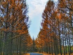 -塞罕坝国家级自然保护区