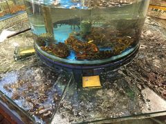 -御唐府海珊瑚主题餐厅