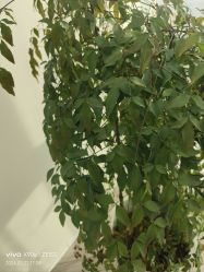 -HEYAN荷妍专业脱毛连锁机构